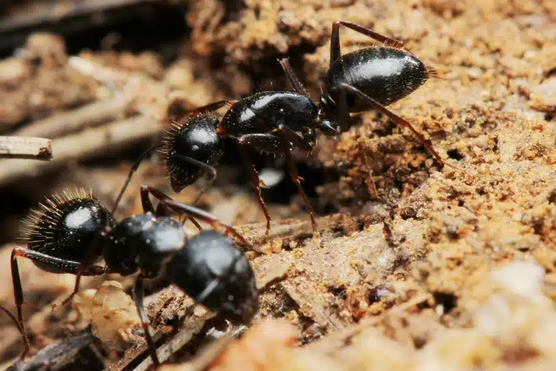 Close-up of black ants on soil