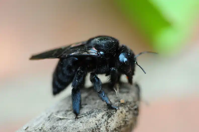 Close-up of a black bee