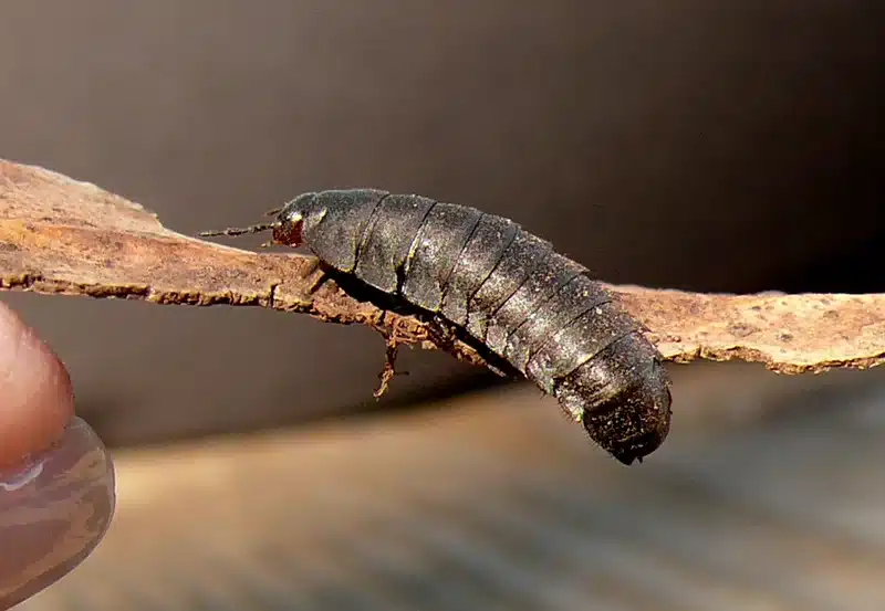 Black caterpillar on a twig
