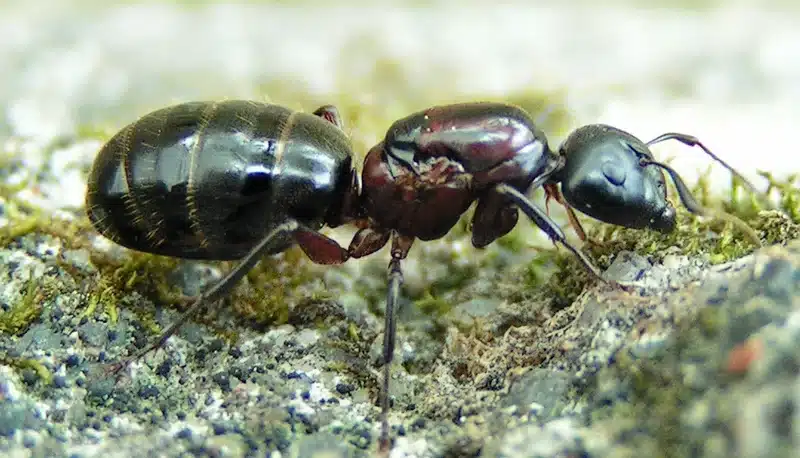 Close-up of a black garden ant