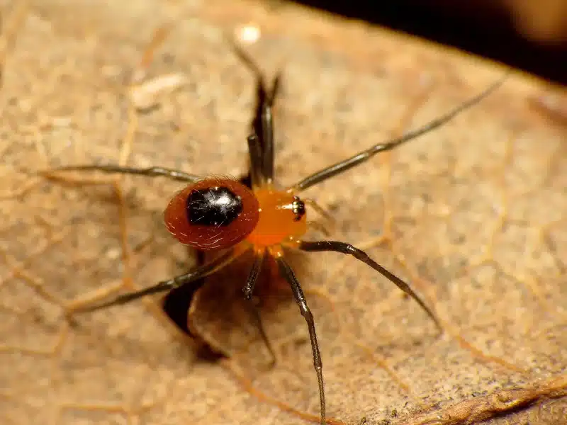 Black widow spider on dry leaf