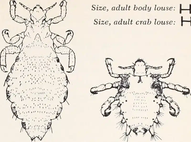 Illustration of body louse and crab louse