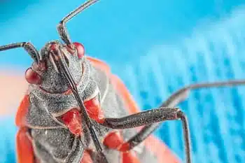 Close-up of a box elder bug