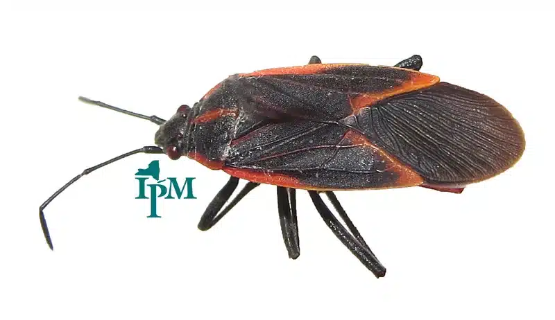 Close-up of a box elder bug