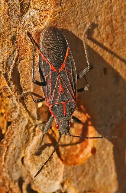Box elder bug on tree bark