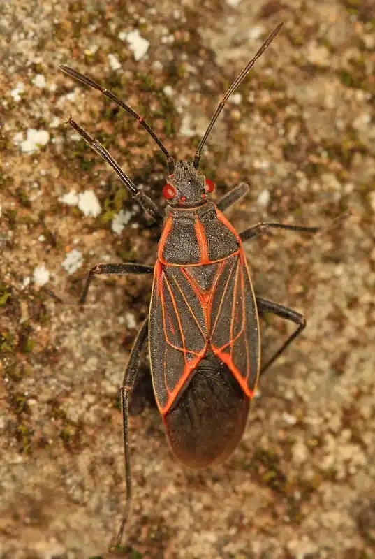 Box elder bug on tree bark