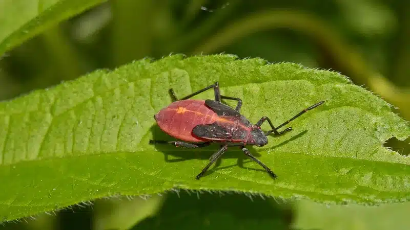 Box elder bug on green leaf