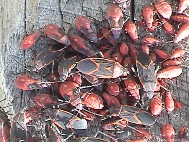 Cluster of box elder bugs on wood