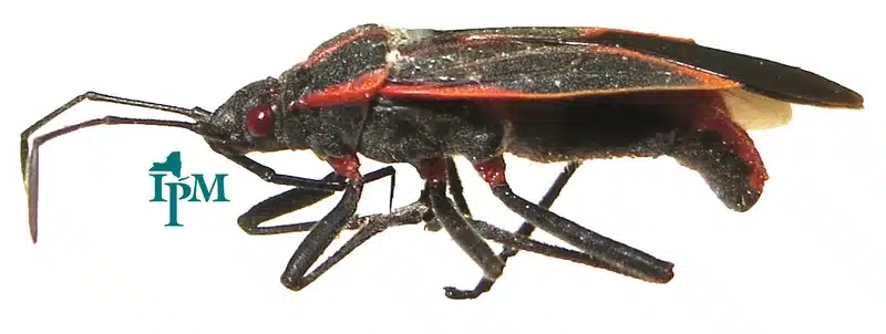 Close-up of a boxelder bug