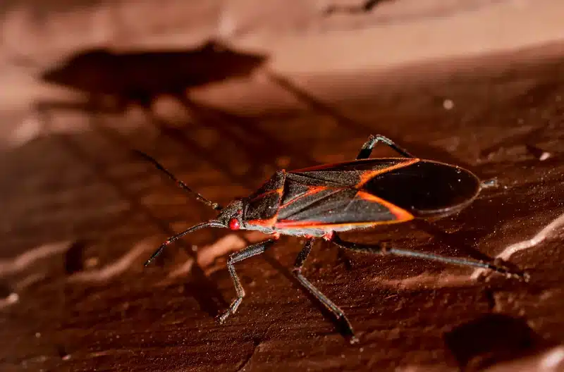 Boxelder bug on surface