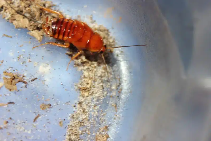 Brown cockroach on a surface
