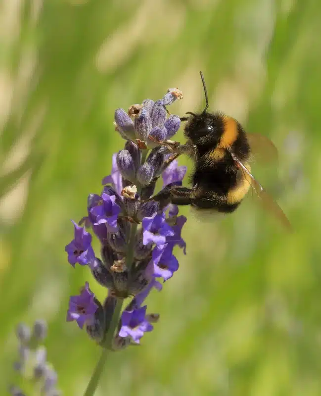 Bumblebee on lavender flower