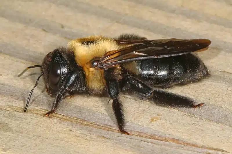 Bumblebee on a wooden surface