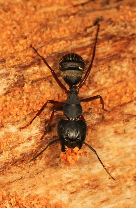 Close-up of a carpenter ant