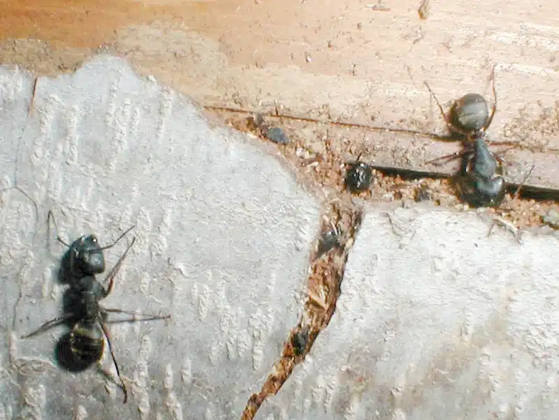 Two carpenter ants on wood surface.
