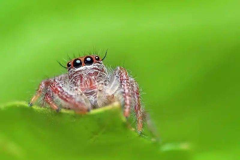 Close-up of a jumping spider