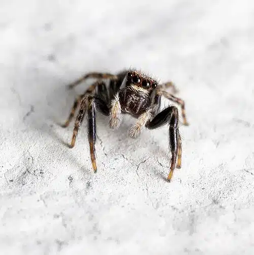 Close-up of a jumping spider