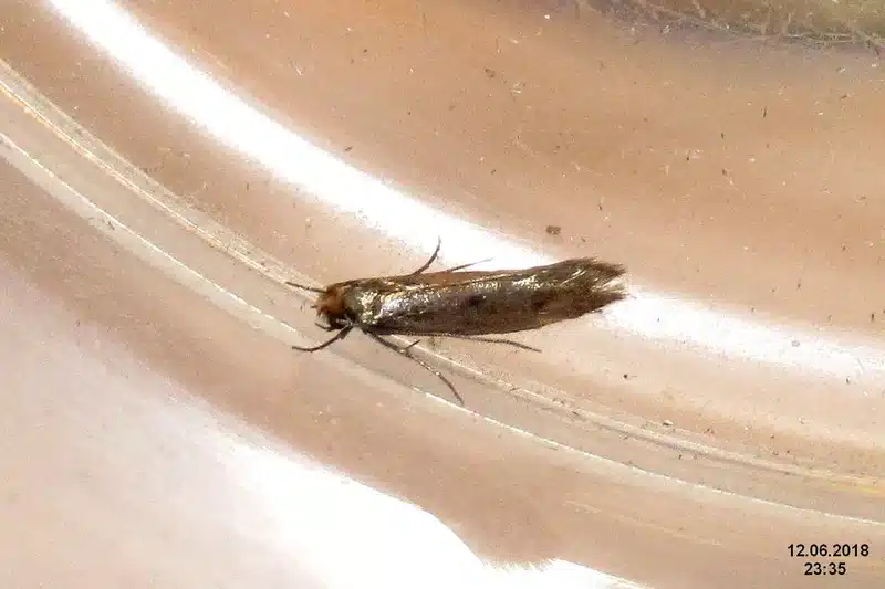 Clothes moth resting on a surface