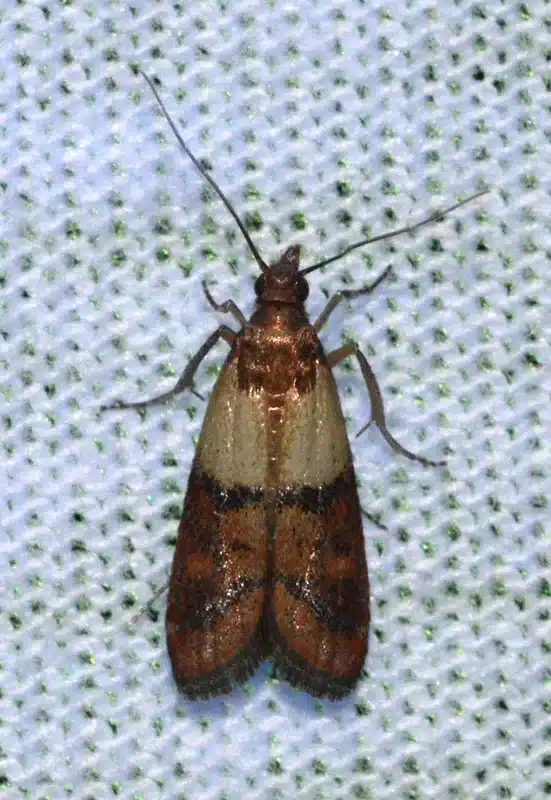 Close-up of a clothes moth