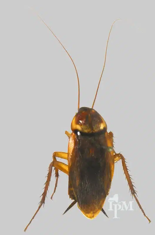Close-up of a cockroach
