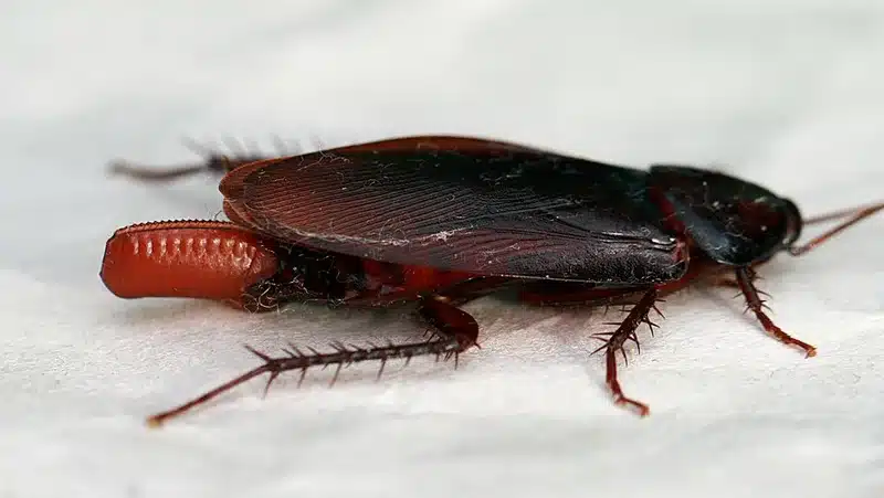 Close-up of a cockroach.