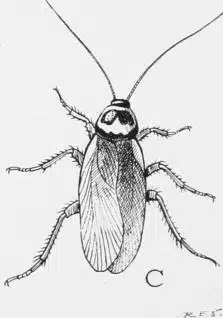 Illustration of a cockroach