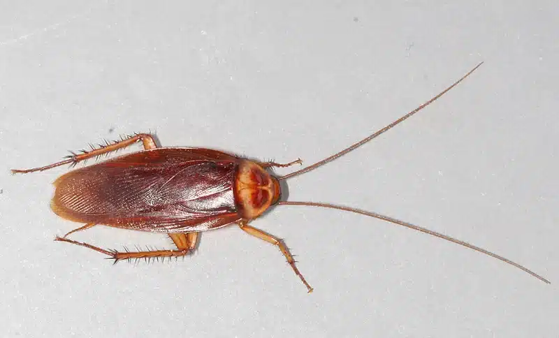 Close-up of a cockroach on surface