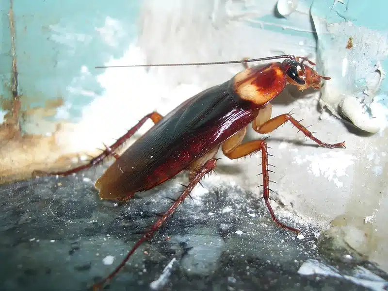 Cockroach in a corner image