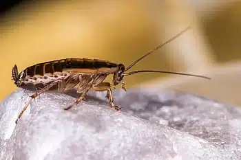 Close-up of a cockroach