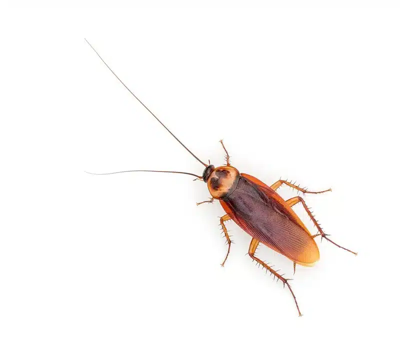 Cockroach on a white background