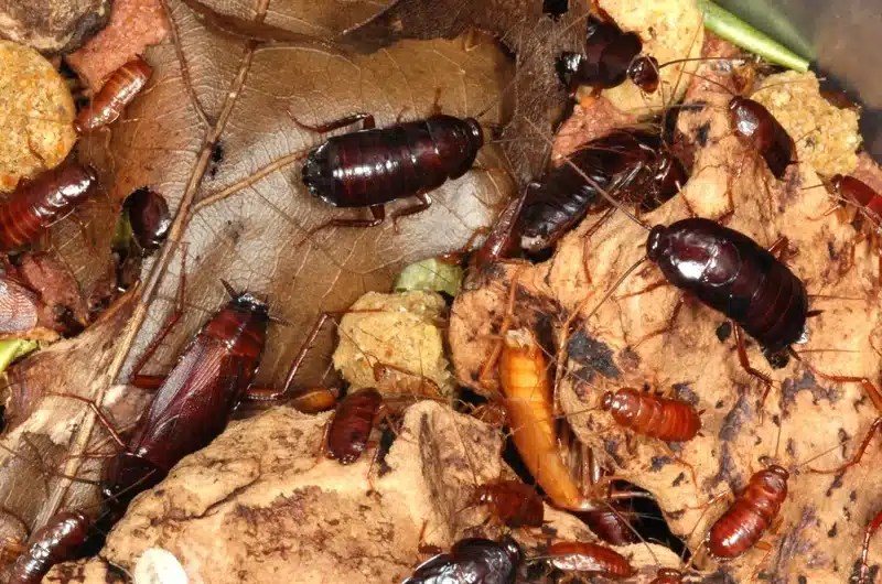A cluster of cockroaches on leaves