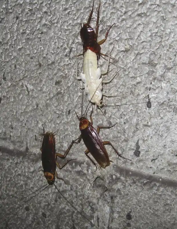 Three cockroaches on a wall