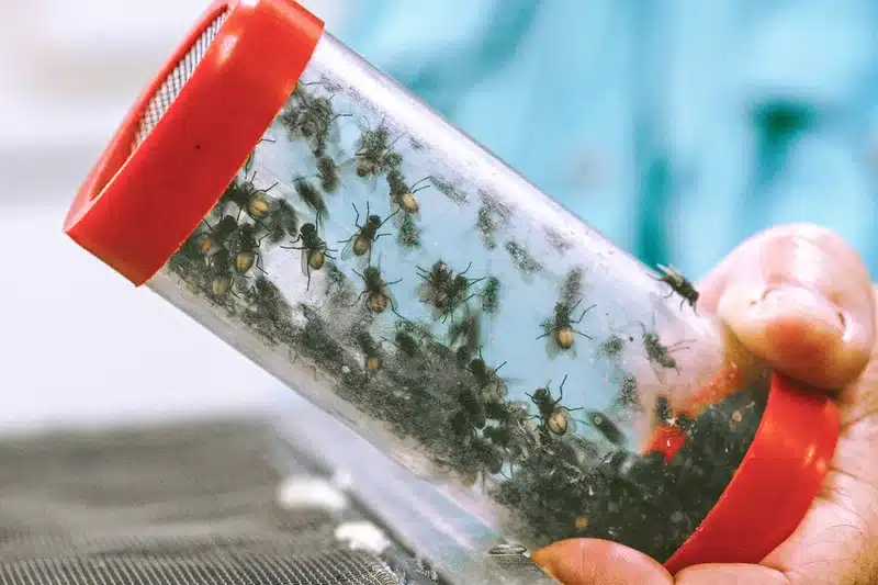 Container holding ants for pest control