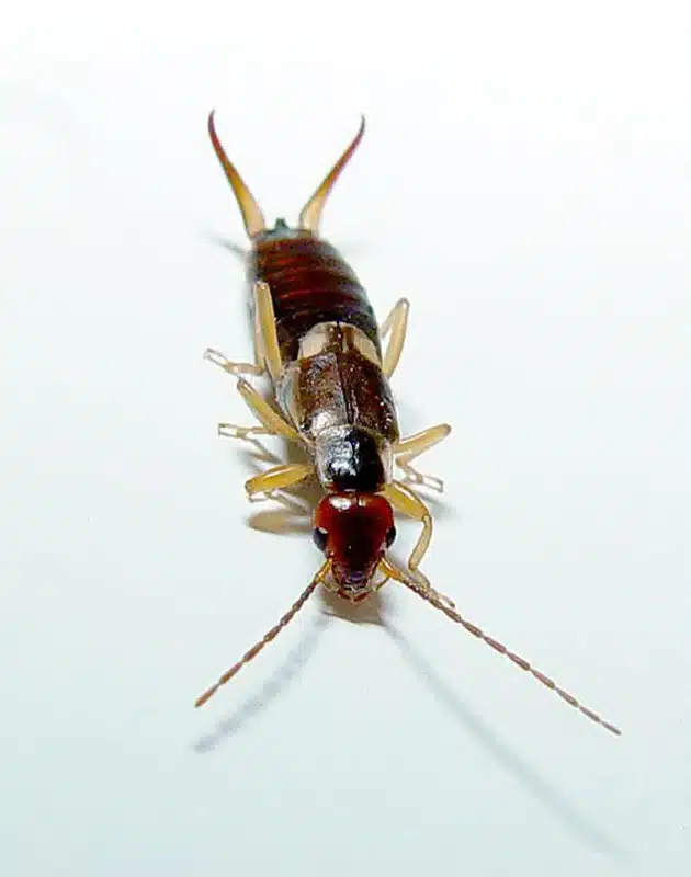 Close-up of an earwig insect