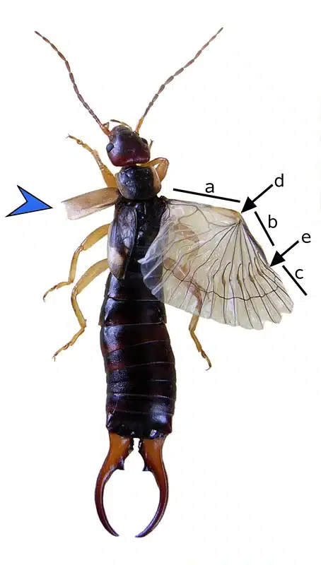 Detailed anatomy of an earwig insect