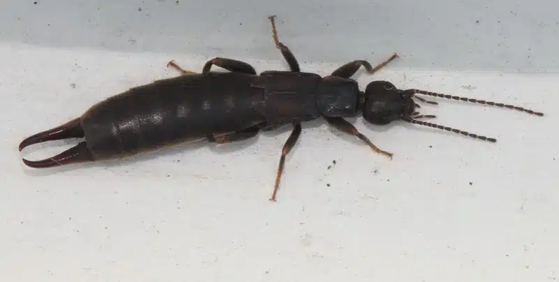 Earwig insect on white surface