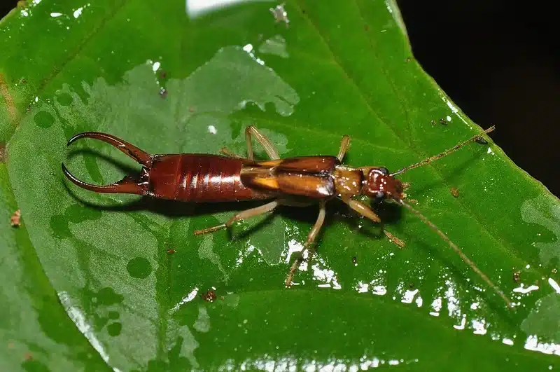 Earwig on green leaf