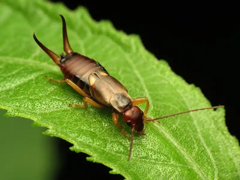 Earwig resting on green leaf