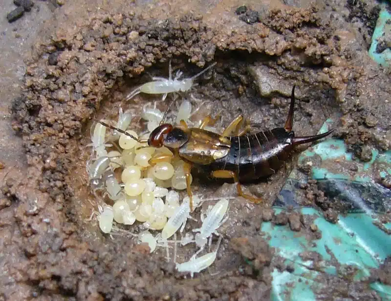 Earwig with young in a nest