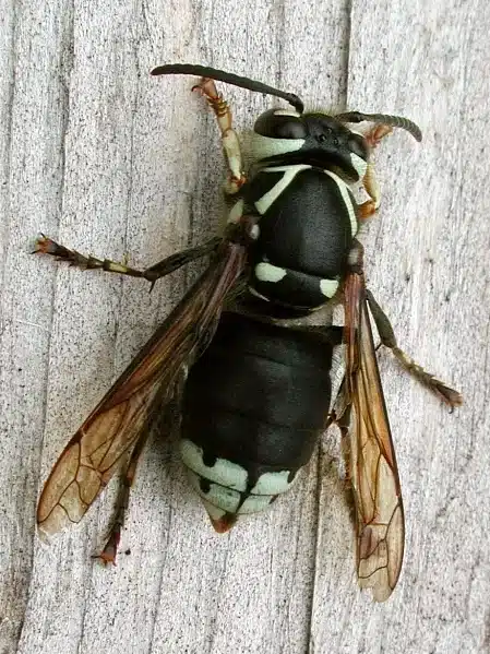 Close-up of a European hornet