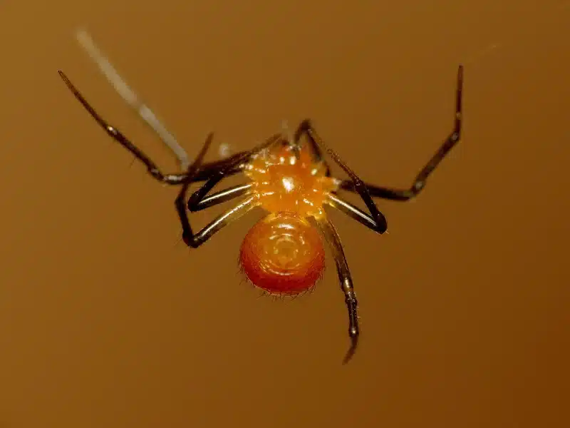 Close-up of a spider on web