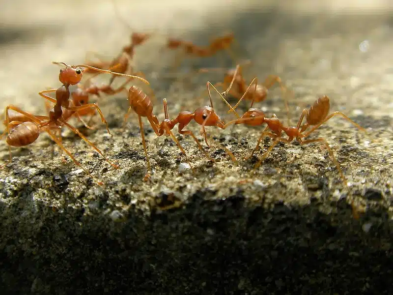 Group of fire ants on a surface