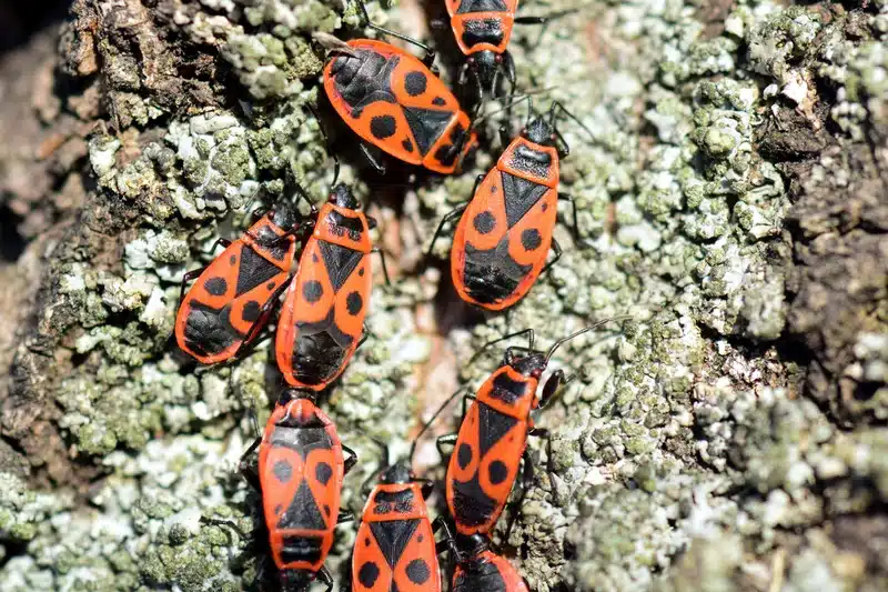 Colony of brightly colored firebugs