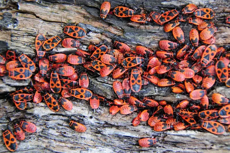 Colony of orange and black firebugs