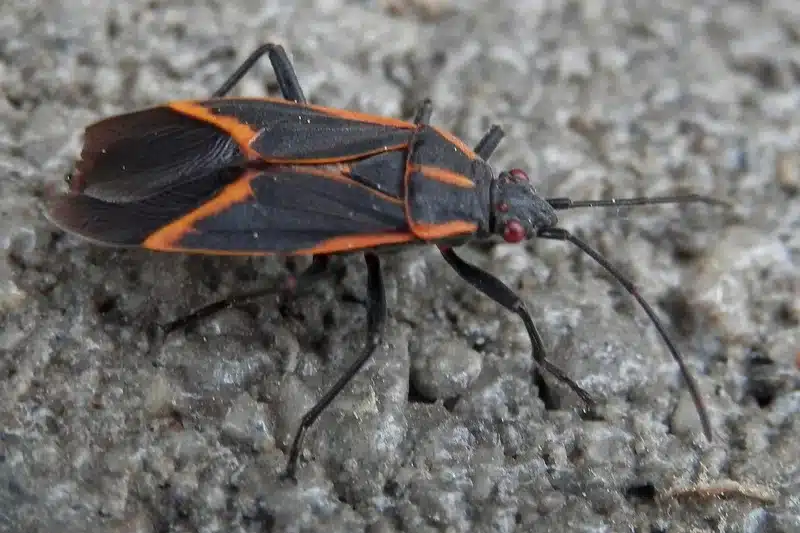 Close-up of a firebug insect