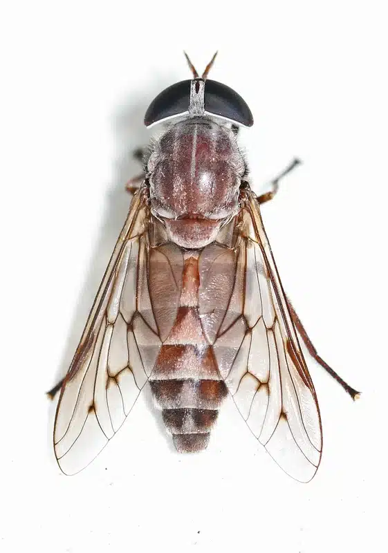 Close-up of a fly on white surface