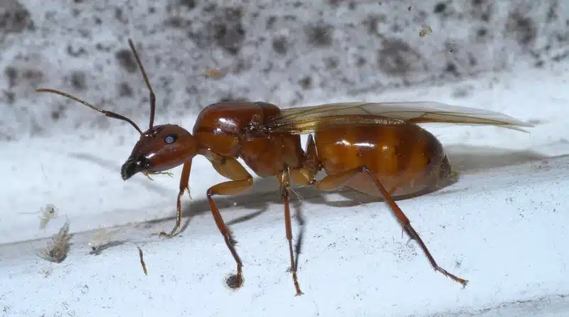 Flying ant on a white surface