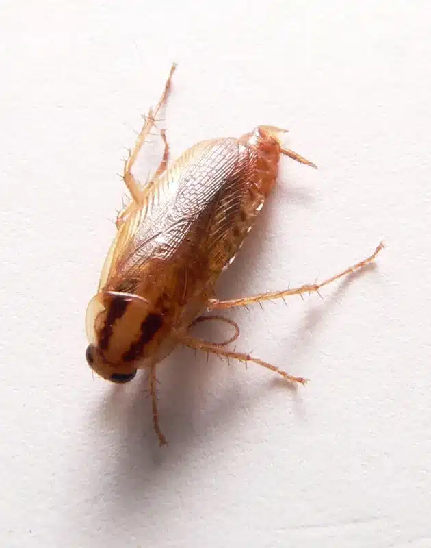 German cockroach on white background