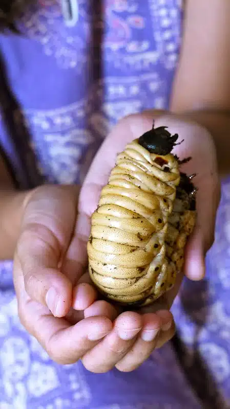 Giant worm held in two hands