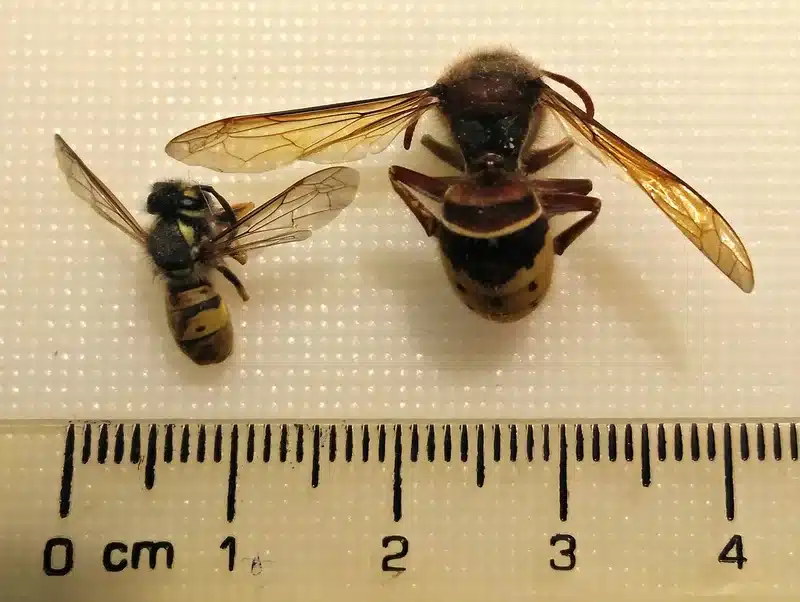 Honey bee and wasp side by side